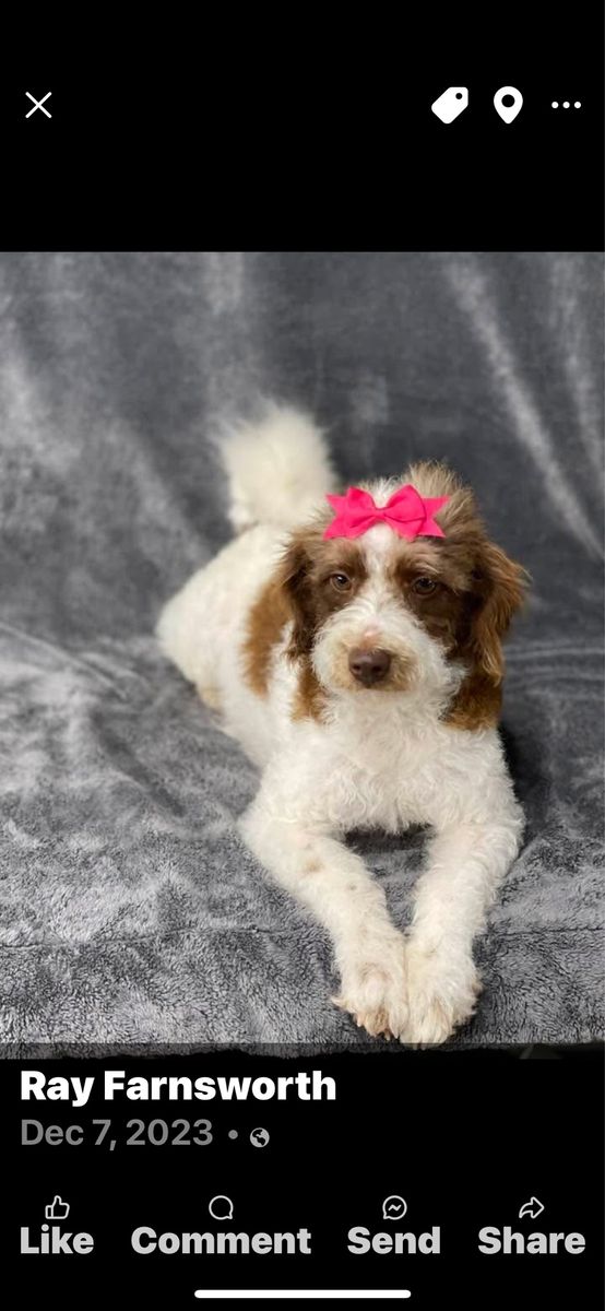 Labradoodle miniature - Rehoming