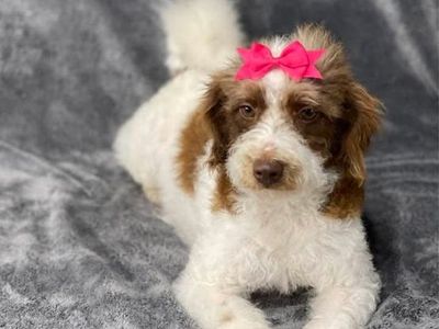 Labradoodle miniature - Rehoming