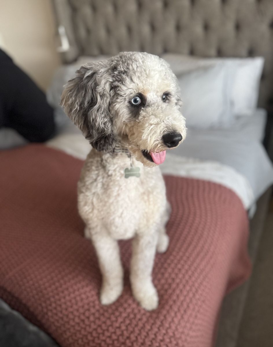 Stunning Merle Bernedoodle Stud Excellent Health