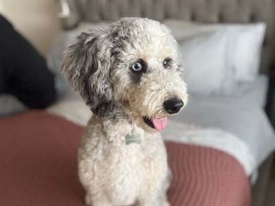 Stunning Merle Bernedoodle Stud Excellent Health