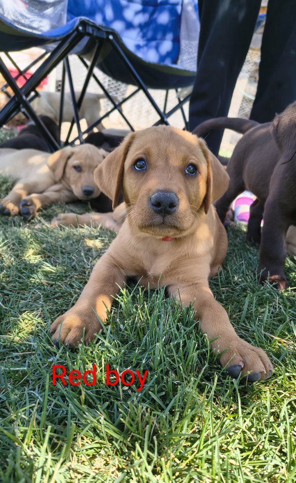 AKC Fox Red Yellow Labs