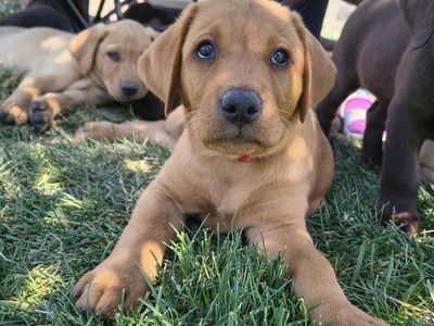 AKC Fox Red Yellow Labs