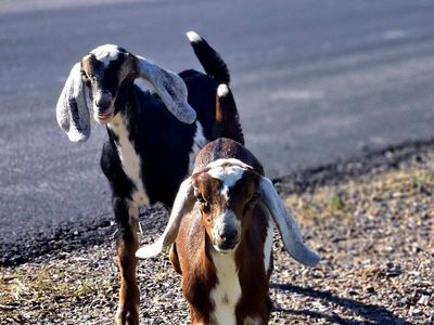 Milk goats for sale