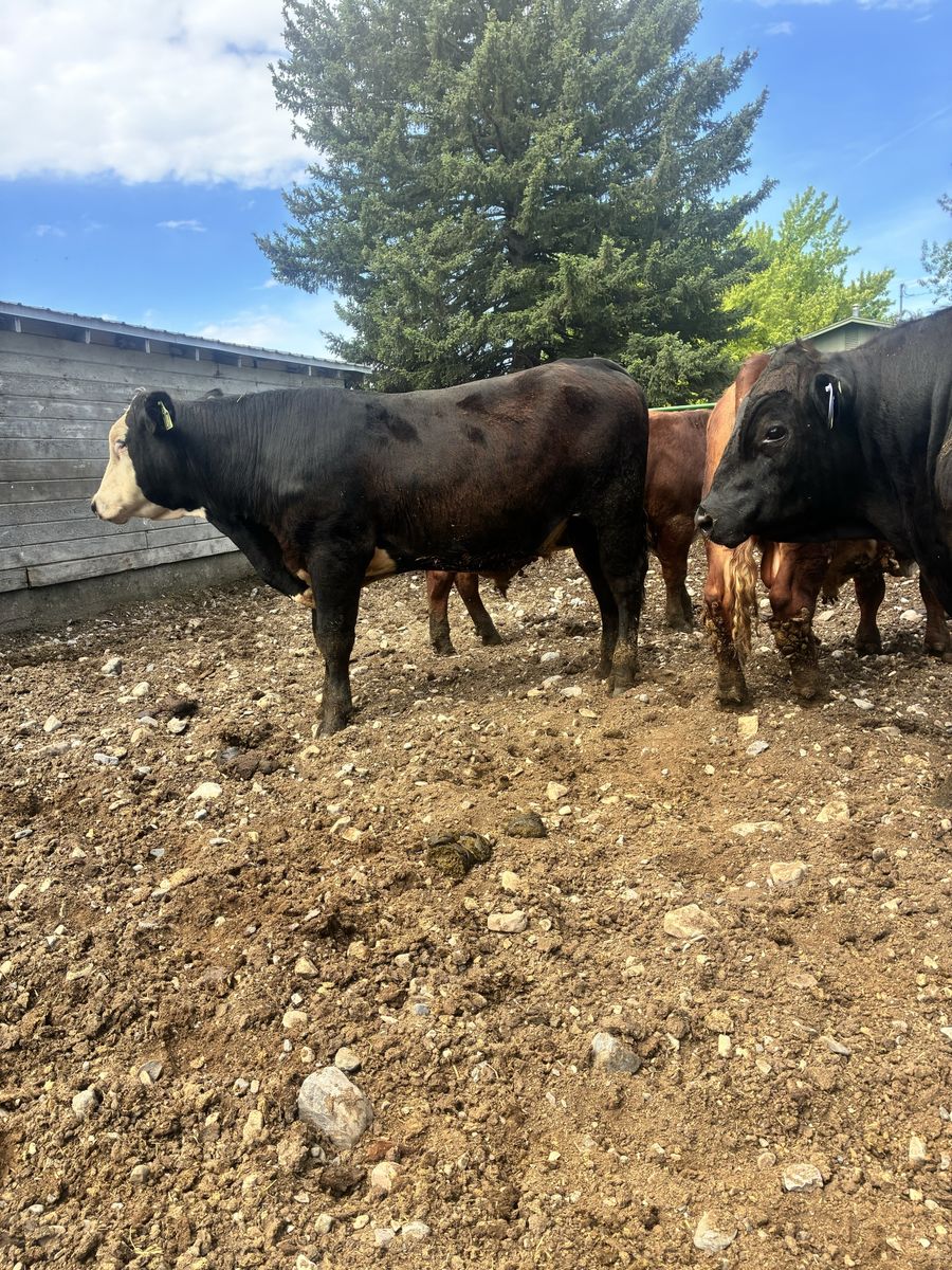 POLLED YEARLING F1 BLACK BALDY BULL ID 217
