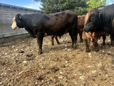 POLLED YEARLING F1 BLACK BALDY BULL ID 217