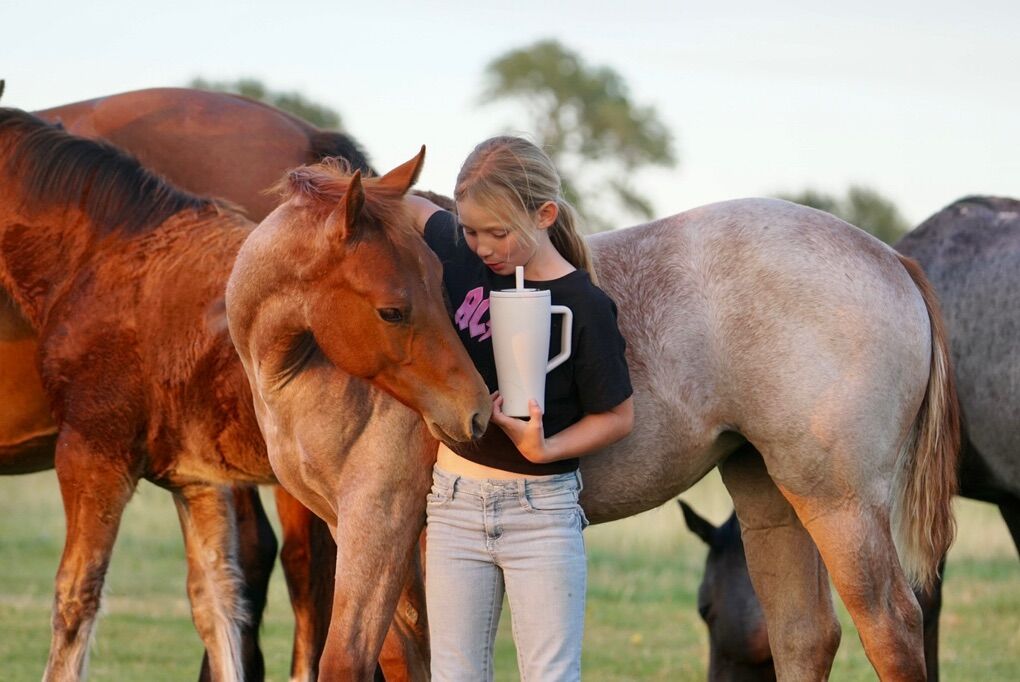 Yearling AQHA Red Roan Filly