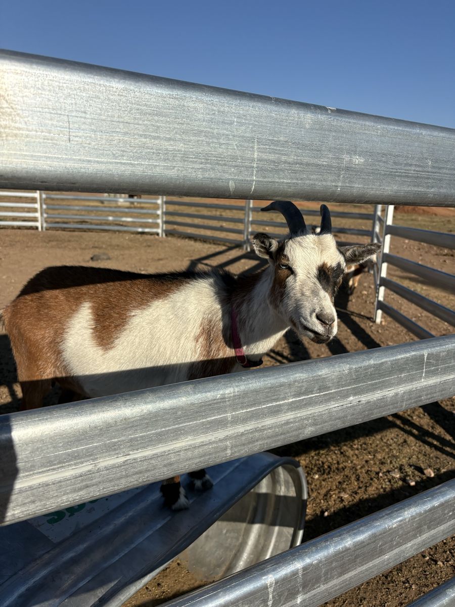 3 Nigerian goats