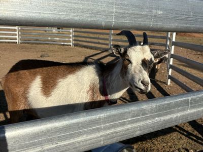 3 Nigerian goats