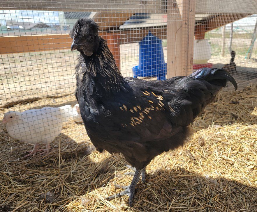 Easter Egger Cockerel