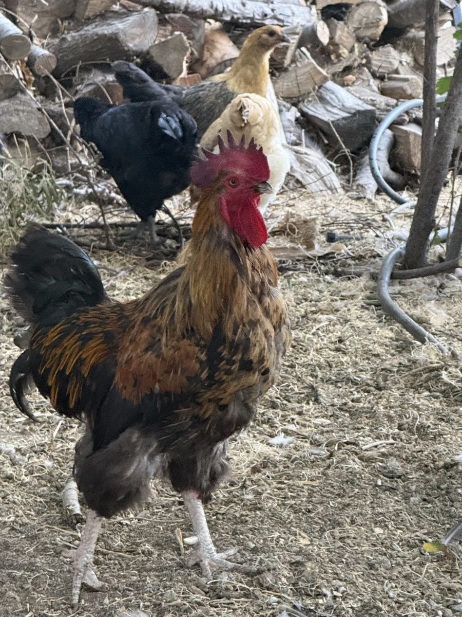 Rooster Free