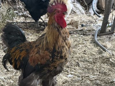 Rooster Free