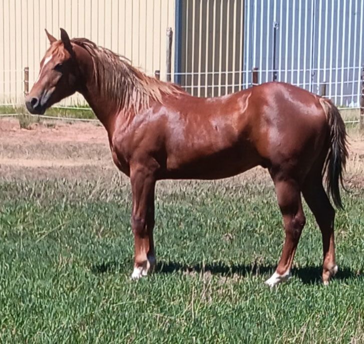 2024 APHA solid Gelding lots of groundwork