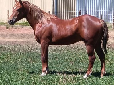 2024 APHA solid Gelding lots of groundwork