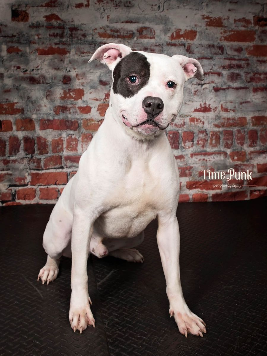 A132342 Montgomery is Available for Adoption!