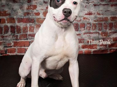 A132342 Montgomery is Available for Adoption!