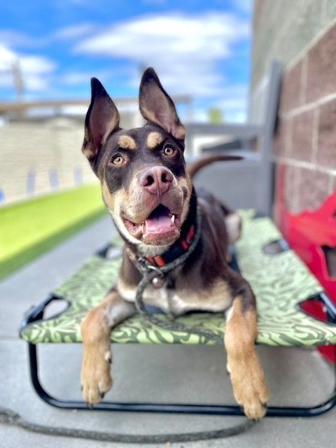 A159782 Talkie is Available for Adoption!