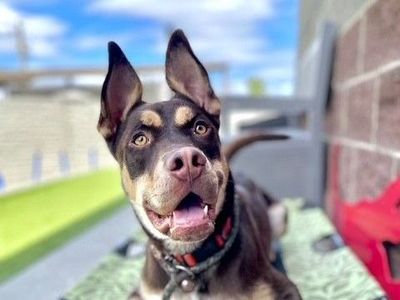 A159782 Talkie is Available for Adoption!