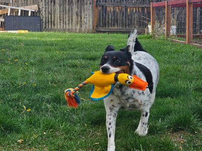 Free / Rehoming: Terrier Shepherd Mix