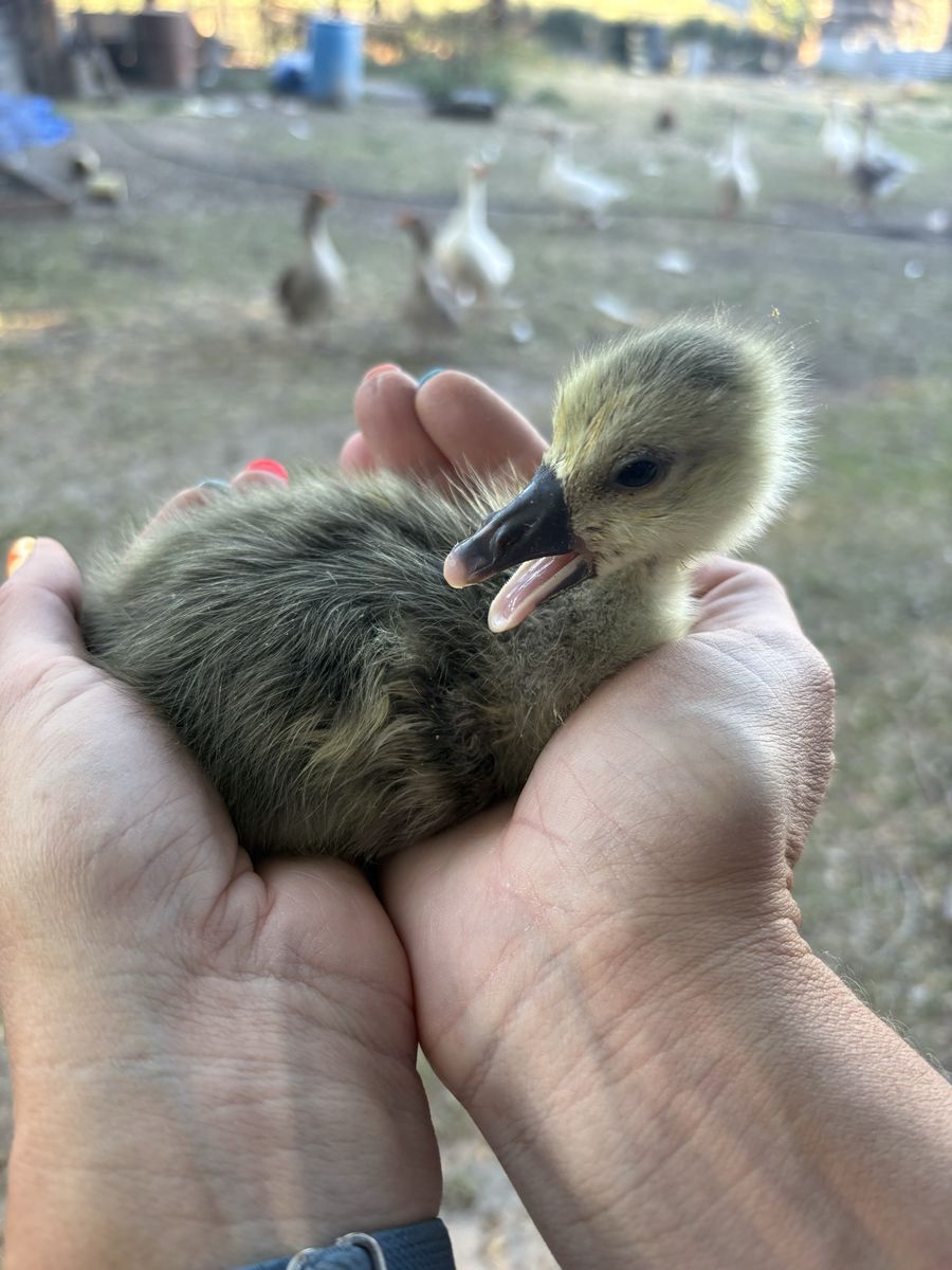 Goslings