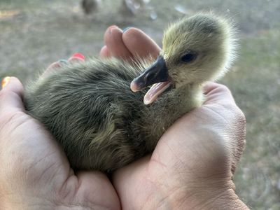 Goslings