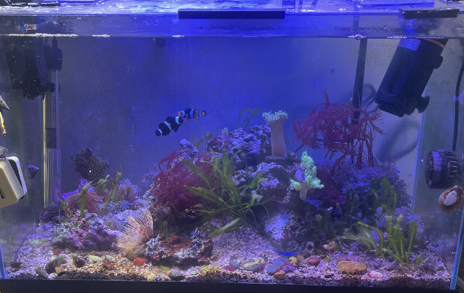 Pulsing Xenia and Dragons Breath Macro Sale/trade