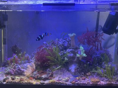 Pulsing Xenia and Dragons Breath Macro Sale/trade