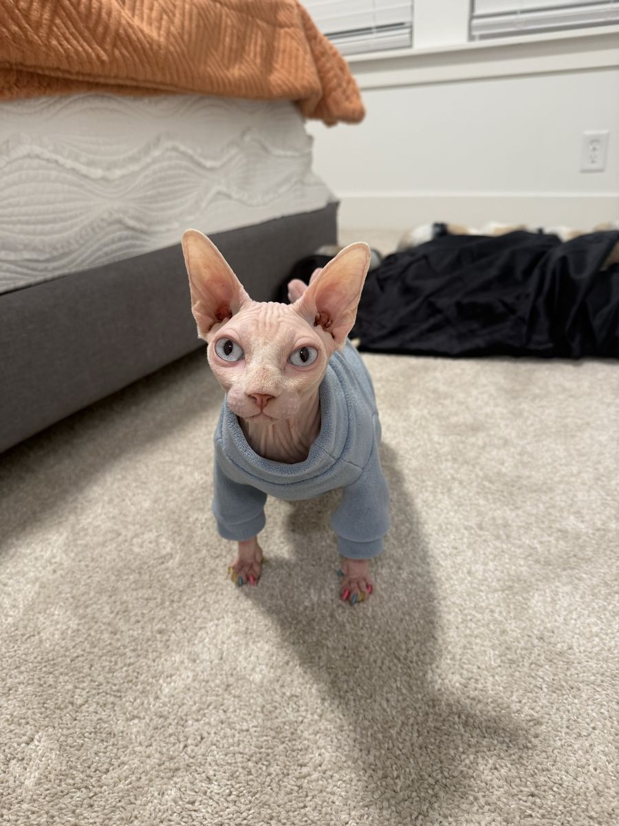 Sphynx 1 year old female cat