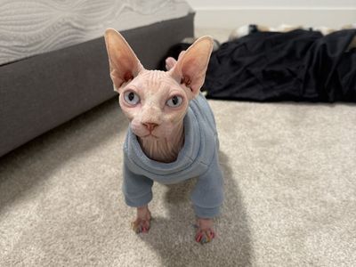 Sphynx 1 year old female cat