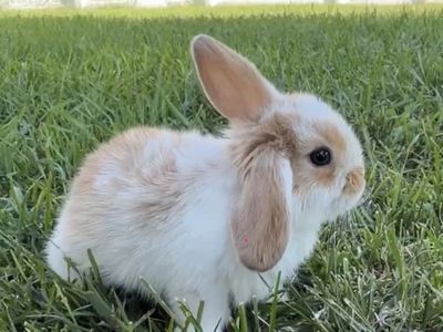 Angora Mixed Baby Rabbits boys