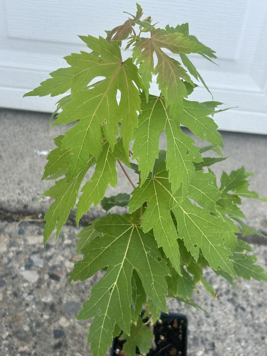 Silver Maple Tree for sale- Brand New (in pot)