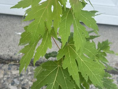 Silver Maple Tree for sale- Brand New (in pot)