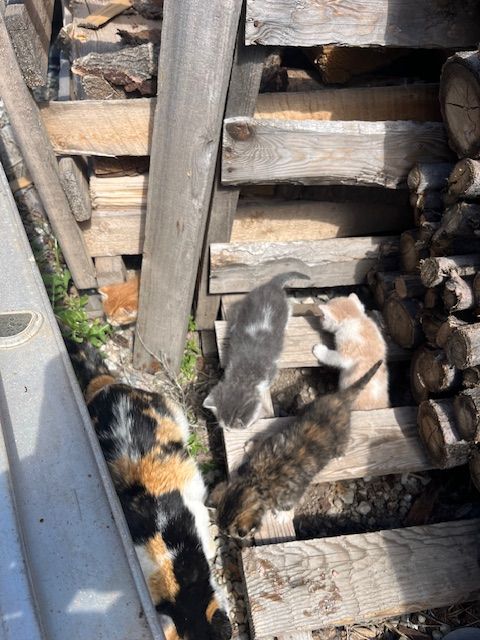 Barn kittens