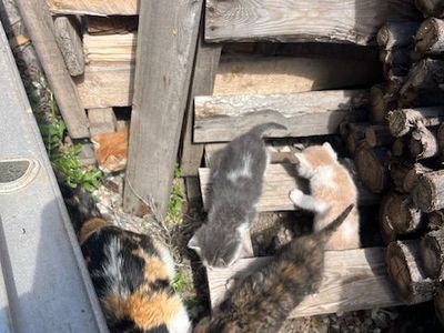 Barn kittens