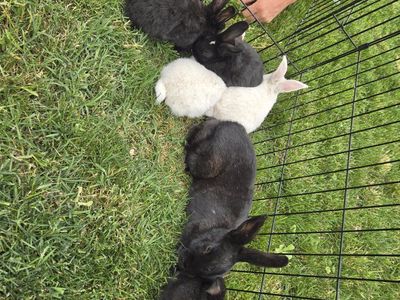 Silver Fox Mixed Bunnies