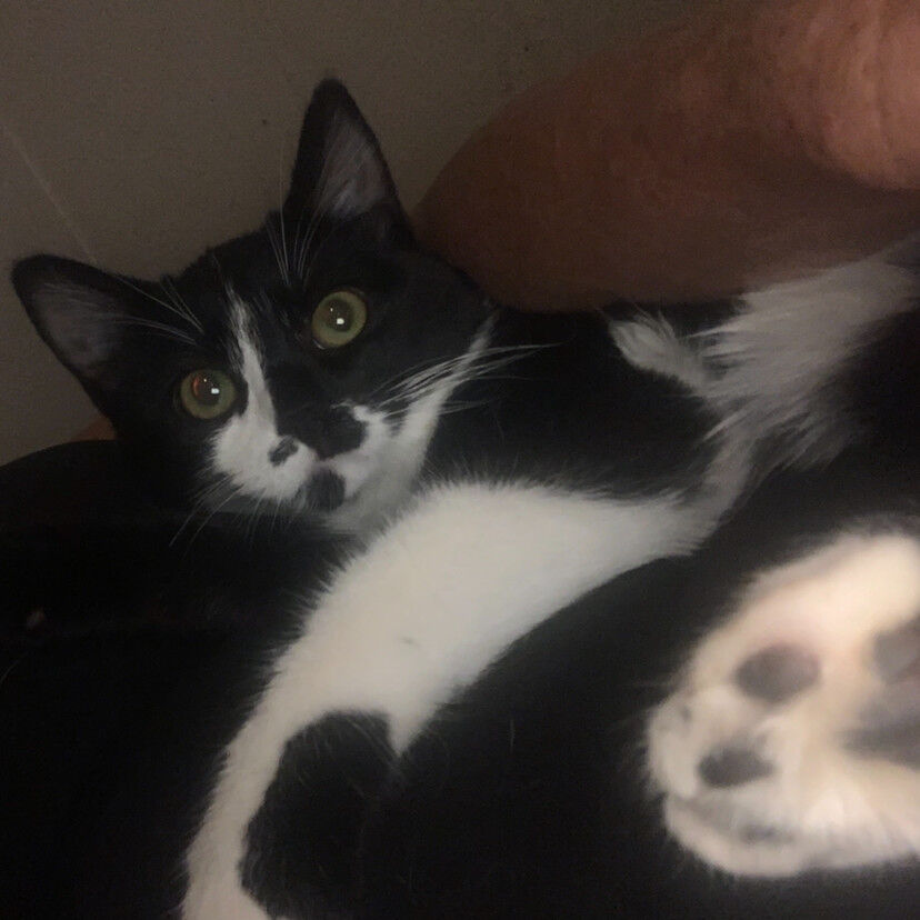 Domestic Medium Hair