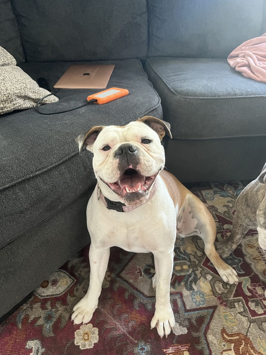 Old English bulldog female
