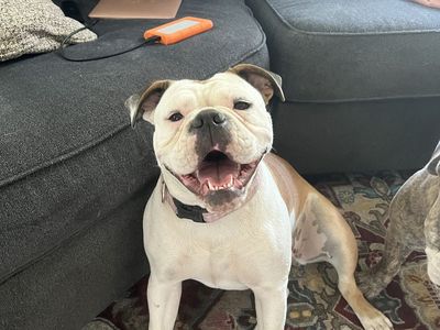 Old English bulldog female
