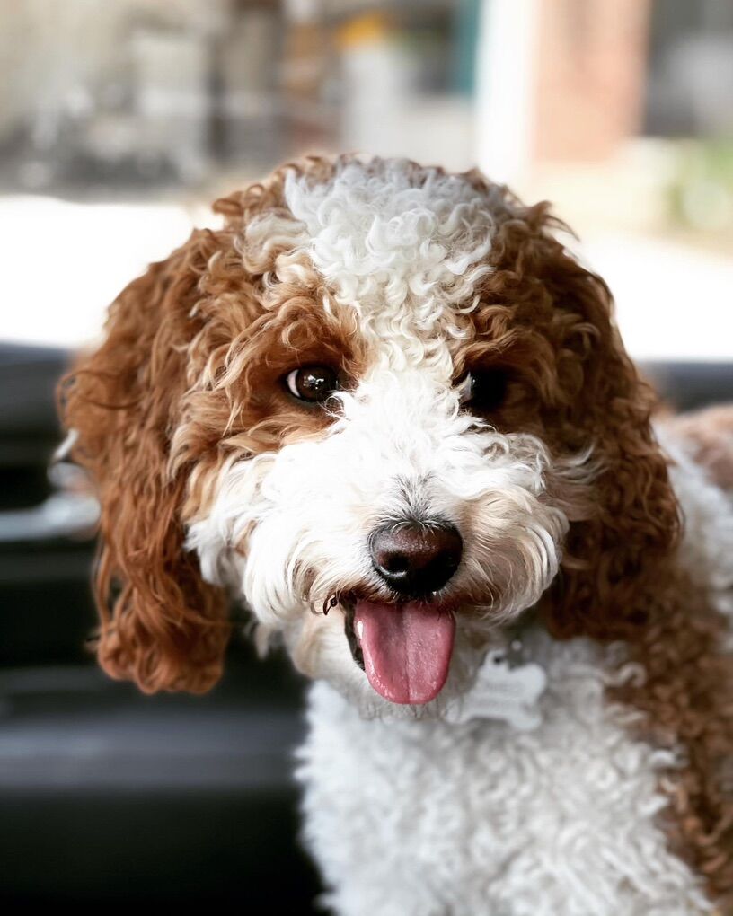 Gorgeous Akc Deep Red/white Mini Poodle Stud