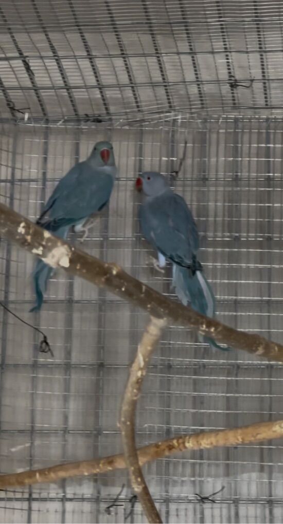 Ringnecks - Indian Blue