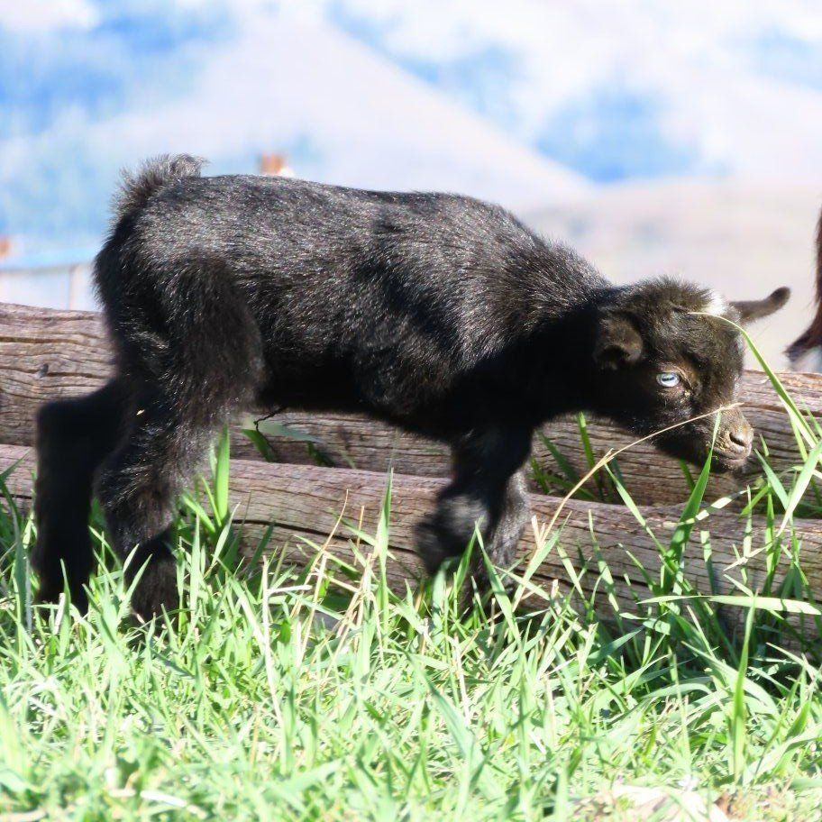 Purebred Nigerian Dwarf Buckling