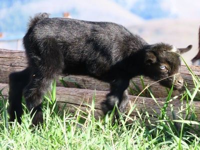 Purebred Nigerian Dwarf Buckling