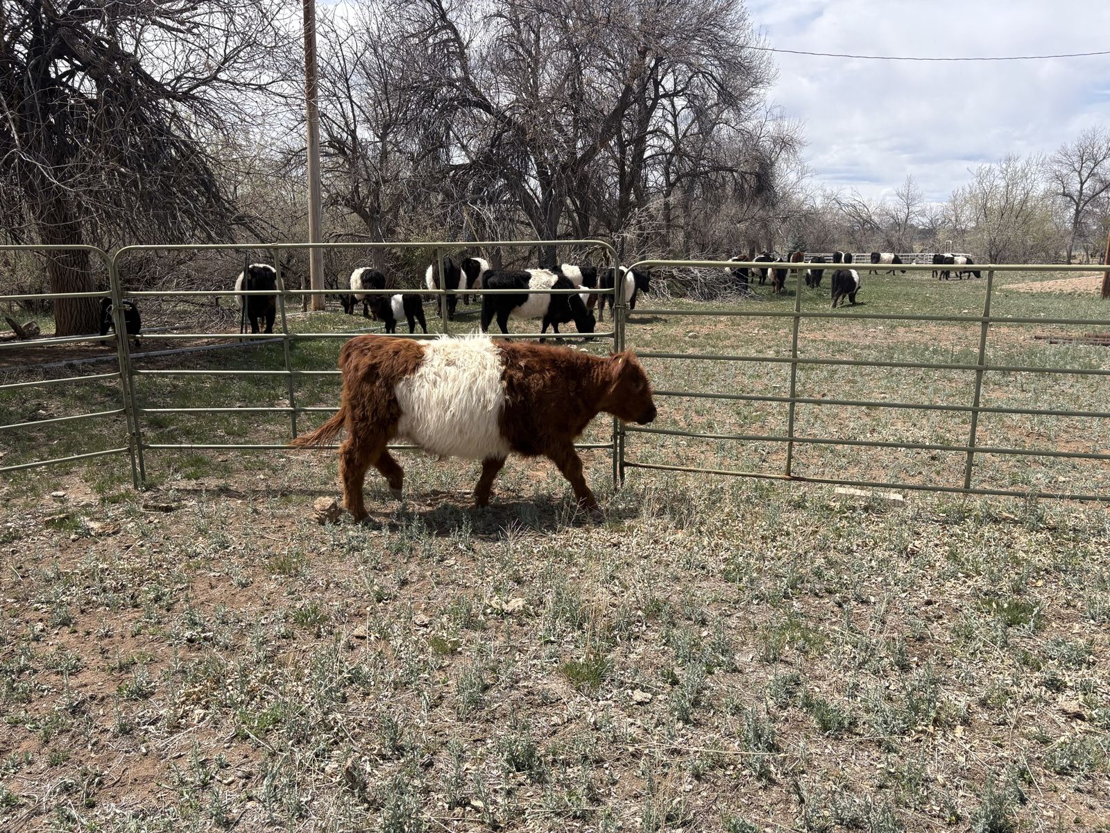 Steer for sale
