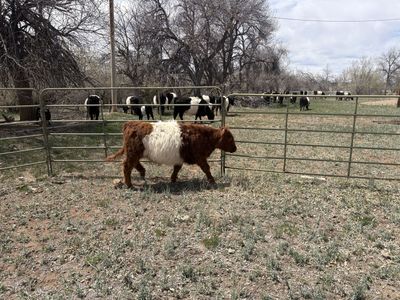 Steer for sale