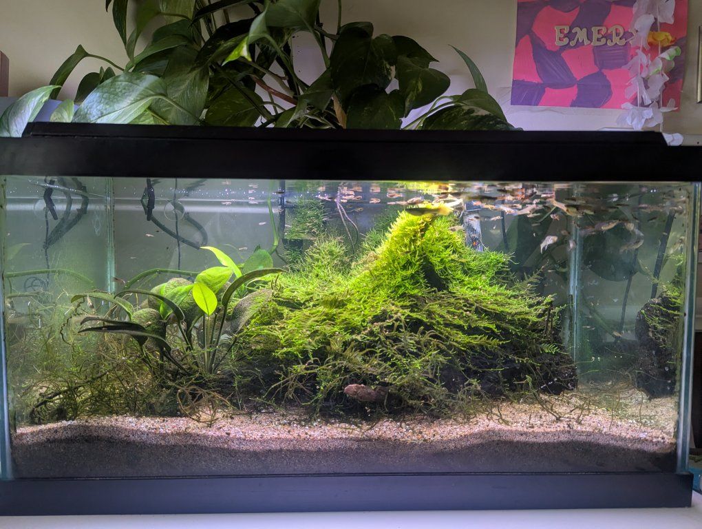 Aquarium with very long pothos plant.