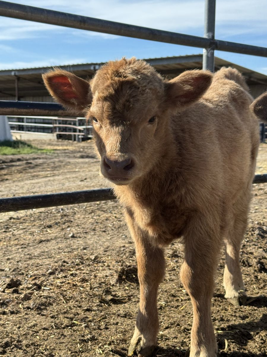 Mini Highland Heifer