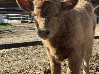 Mini Highland Heifer