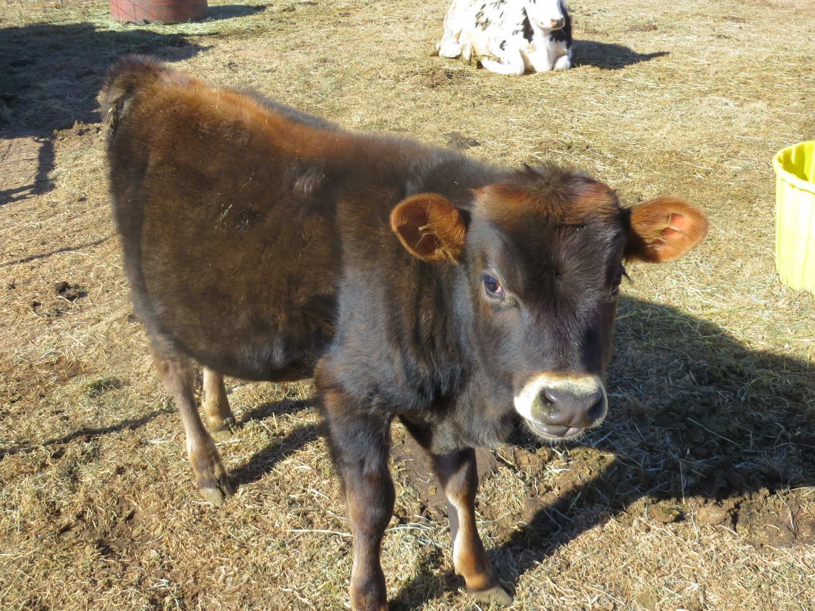 Two Pasture Butcher Steers 2,500 For Both