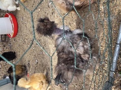 silkie roosters