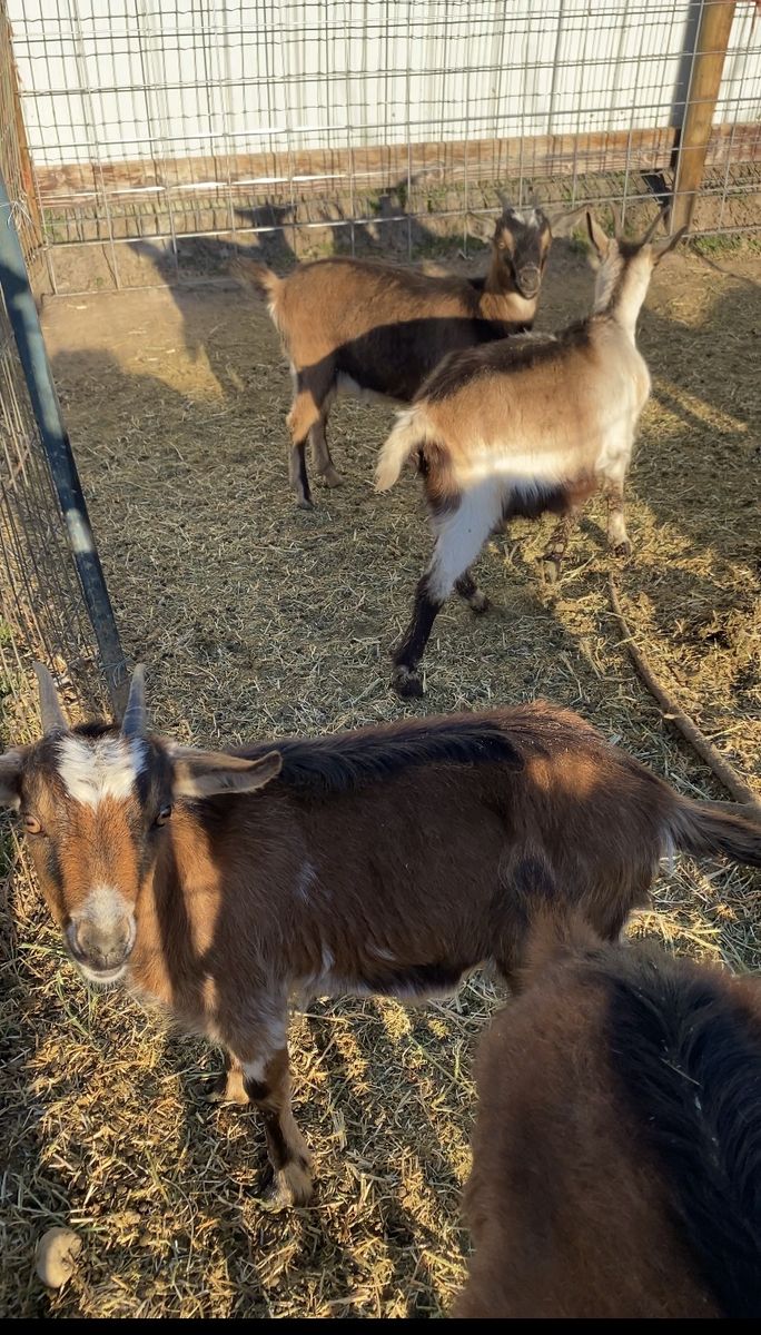 2 pregnant mini alpine goats ($250 for both!)
