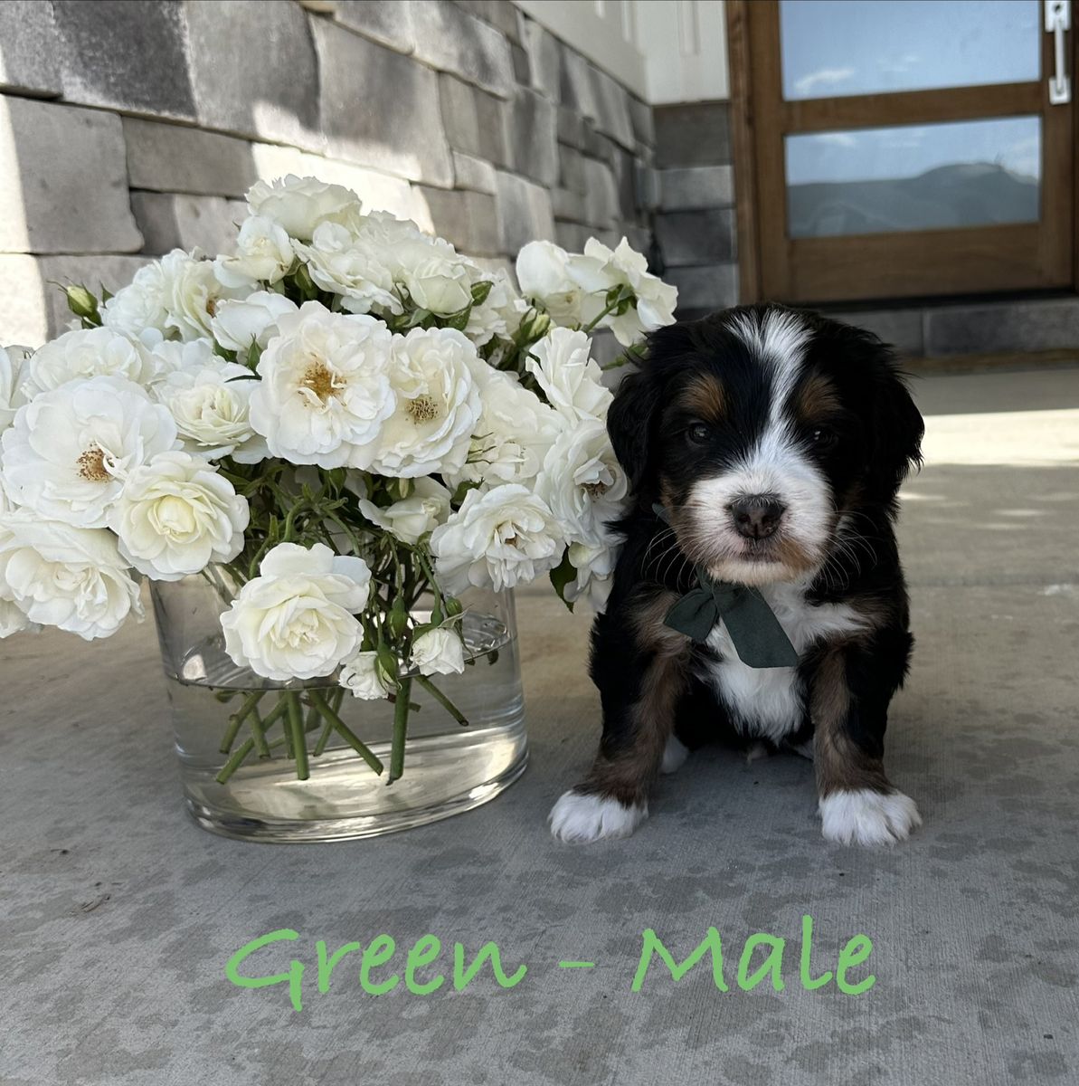 Ultra Bernedoodle Puppies!! Tri-color and Red and White Tuxedo